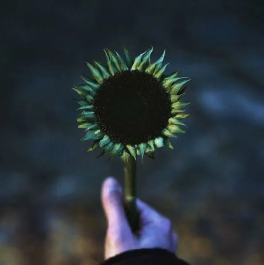 Bonelang • "Sunflower"