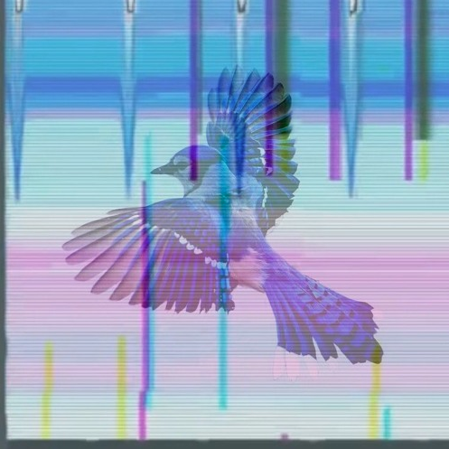 Lasko • 'blu jae"