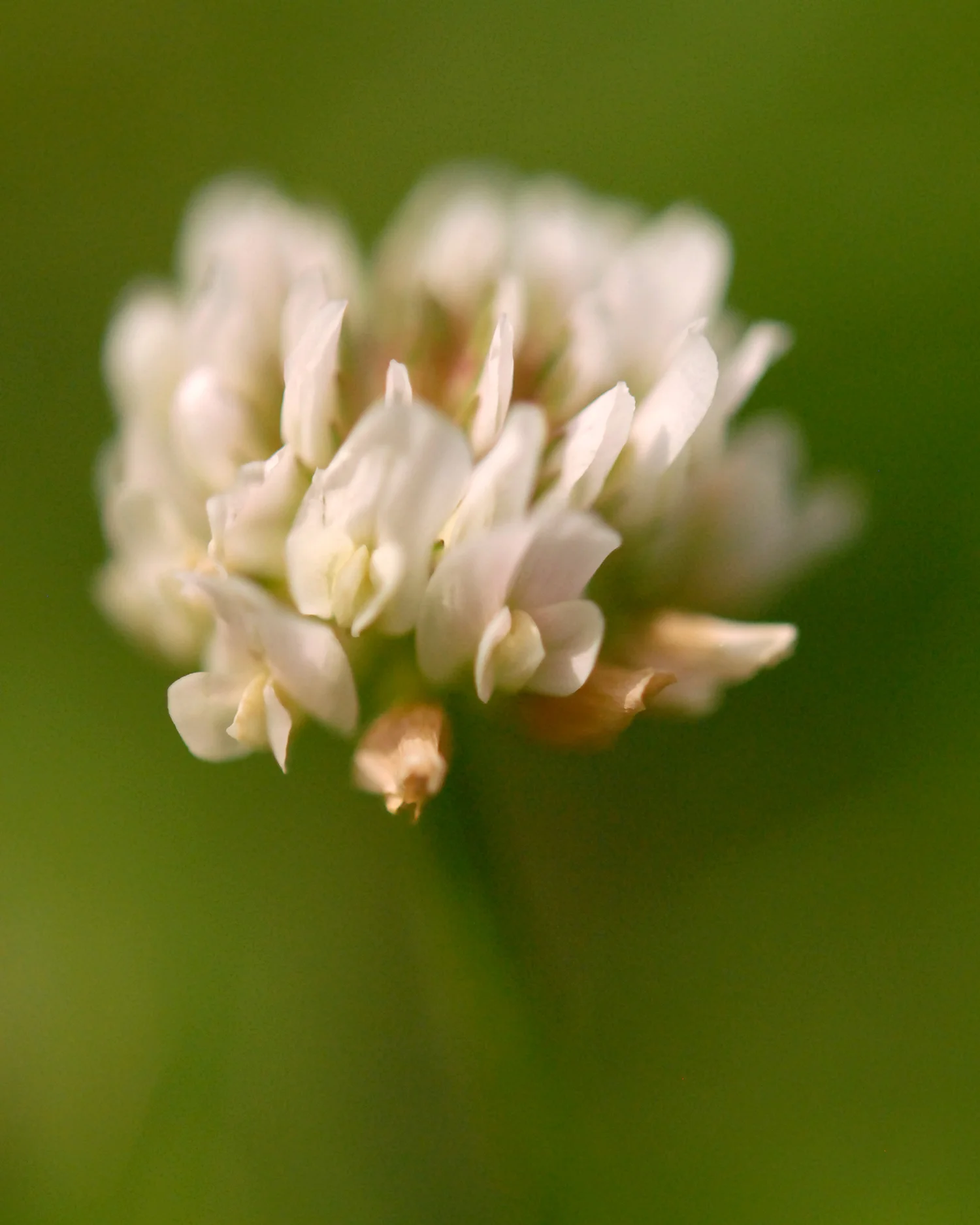 Todd Rothstein Photography Weed.JPG