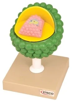 AM0105 AIDS Virus Model.jpg