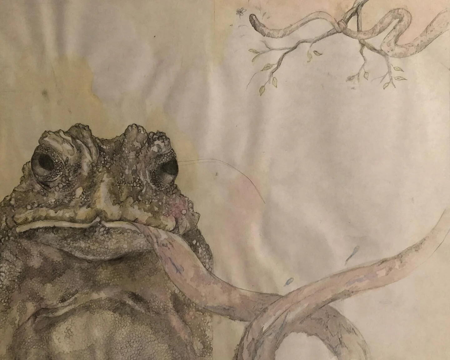 Si lo que vas a decir no es m&aacute;s bello que el silencio... mu&eacute;rdete de lengua 👅 
#watercolor #frog #art #arte #sapo #metido #callate #noopinessinosabes #ilustracion #colombiana #acuarelasobrepapel #acuarelas🎨 #silencio #silenceplease #l