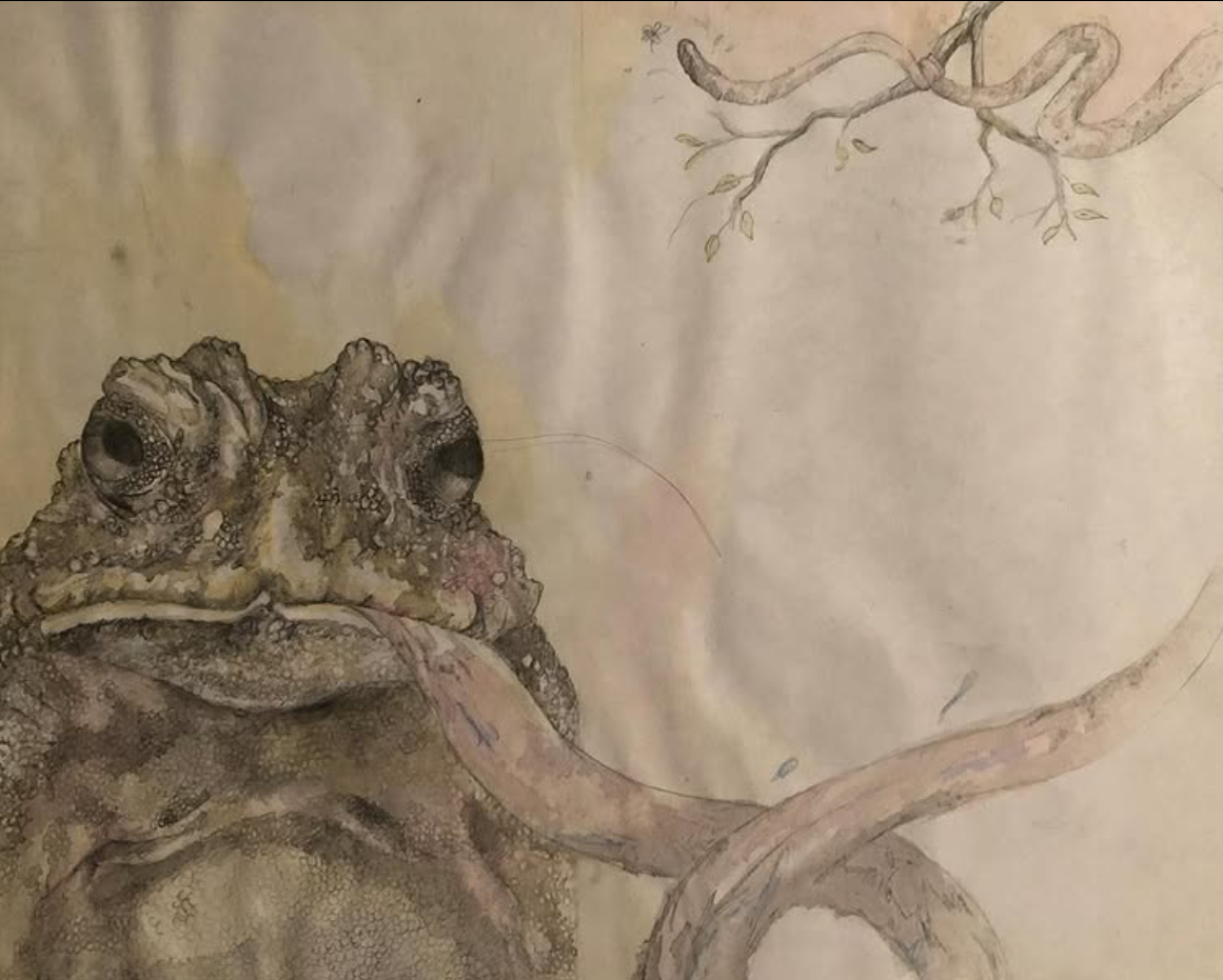 frog.png
