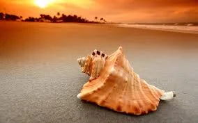 orange beach.jpg