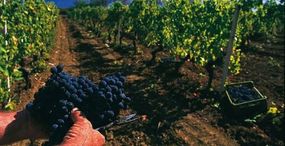 SATURDAY WINE TASTINGS - FREE TO THE PUBLIC!
