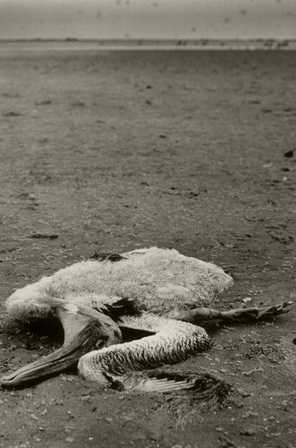 Dead Pelican