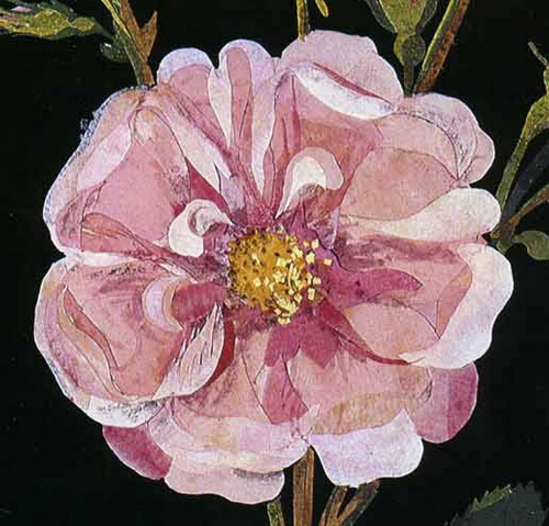 'The Paper Garden is unlike anything else you have ever read. At once a biography of an extraordinary 18th century gentlewoman and a meditation on late-life creativity, it is a beautifully written tour de force...' Detail of Rosa gallica , Cluster Damask Rose, Bulstrode, July 1780.