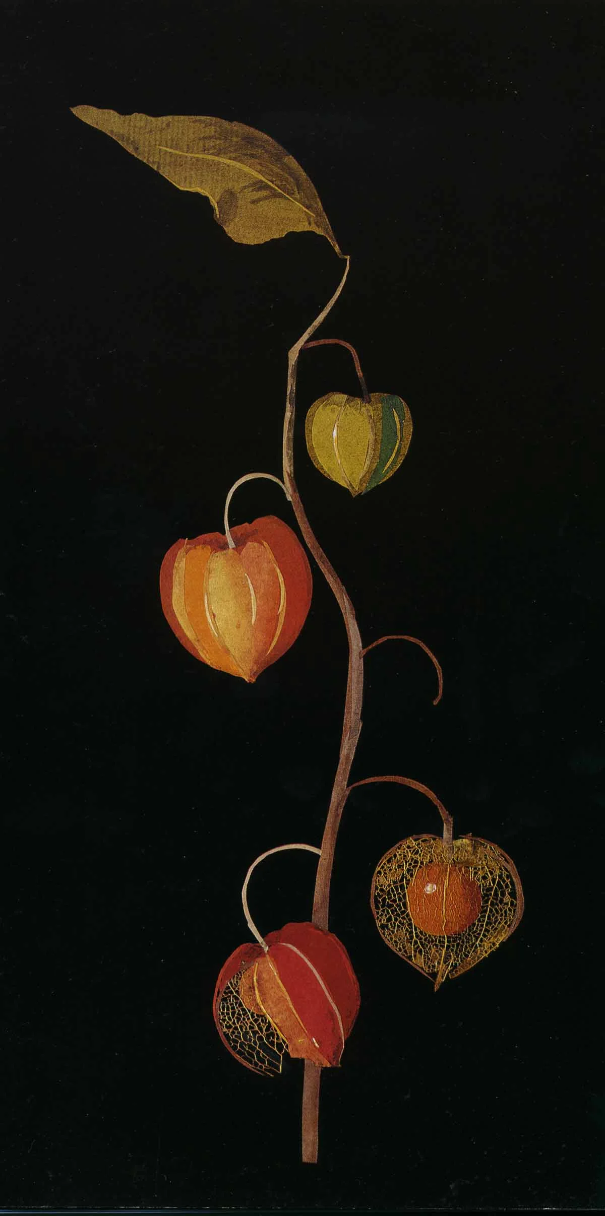 Physalis, Winter Cherry (Berry), Bulstrode, November (year not specified)