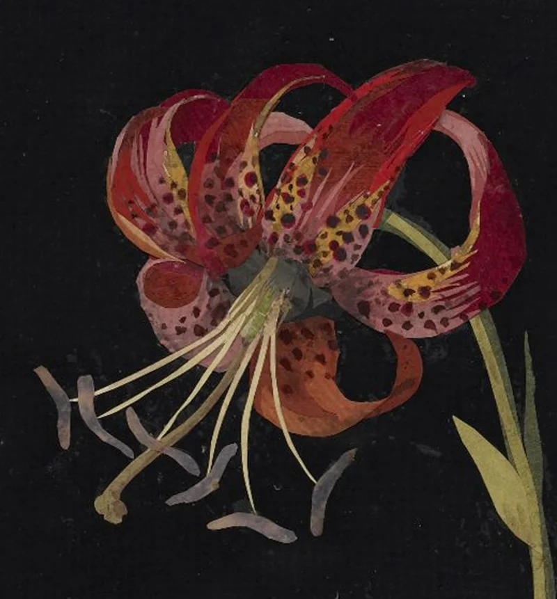 Lilium canadense detail. St. James Place, August 20, 1779, Prov. Mr. Lee