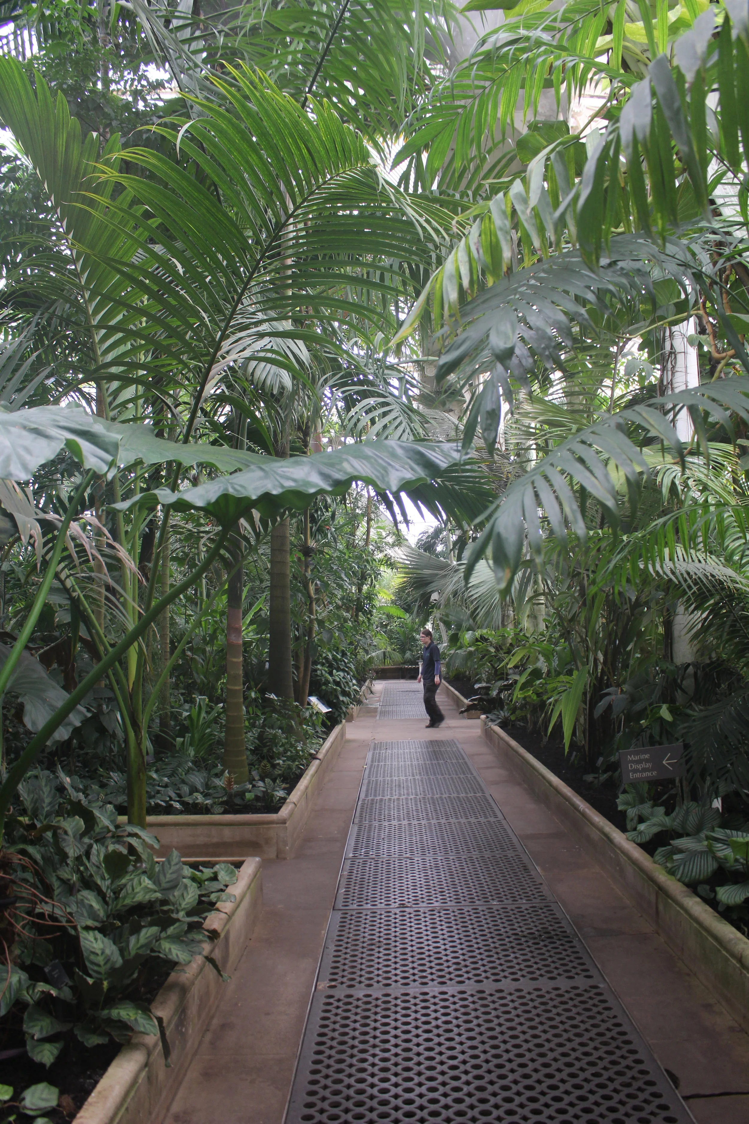 In the Palm House at Kew. Each pane of glass is hand blown. The wrought iron building from 1844-1848 is considered the world's most important surviving Victorian glass and iron structures. 