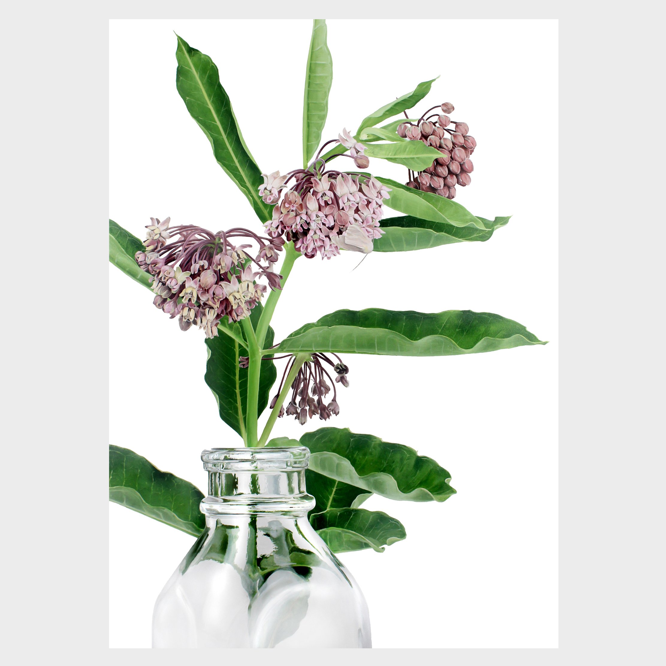 "Milkweed" Print