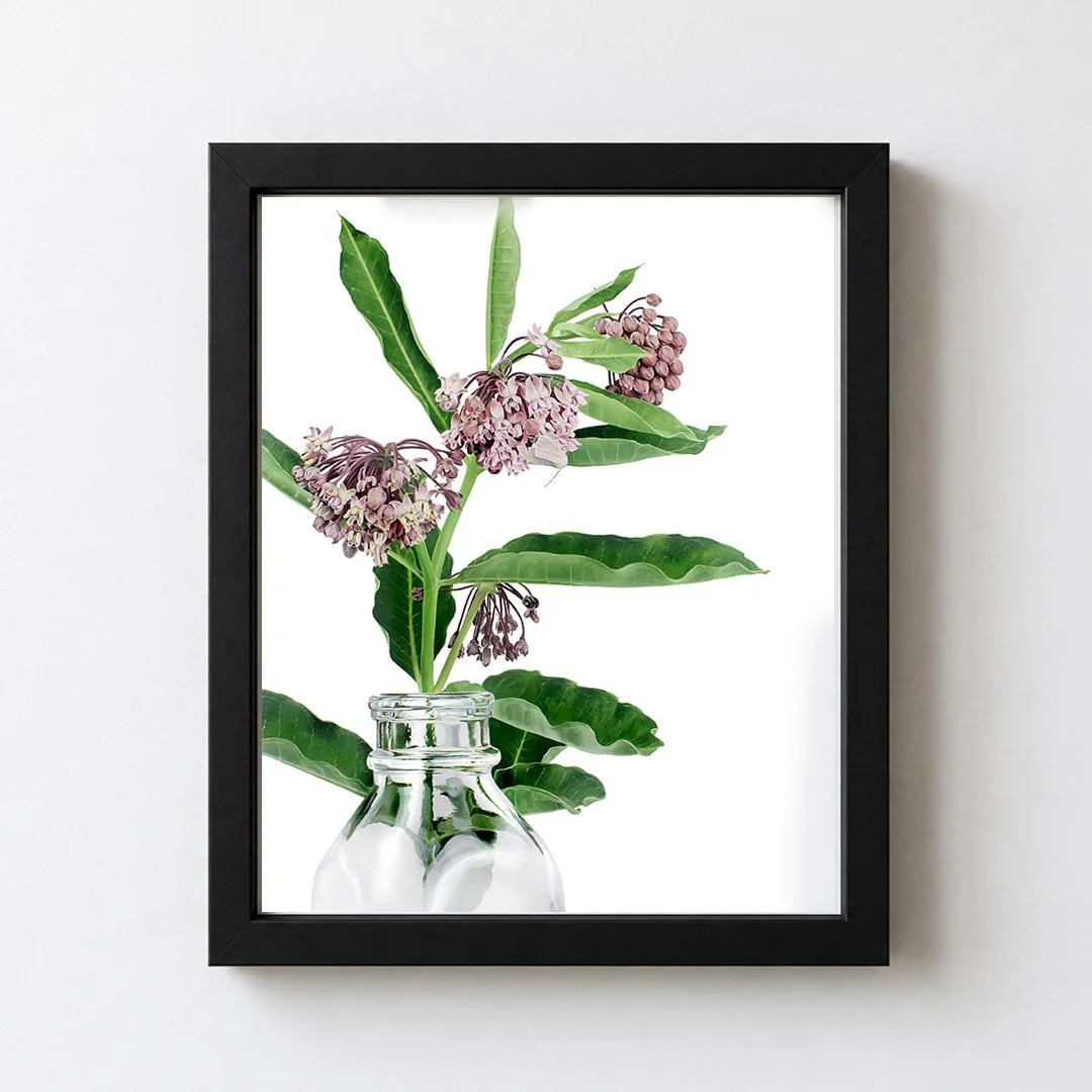 Milkweed Framed.jpg