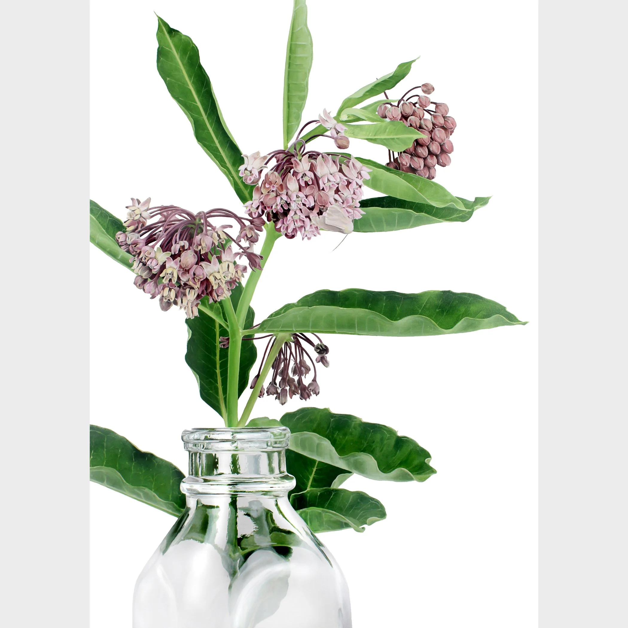Milkweed  - Open Edition Print