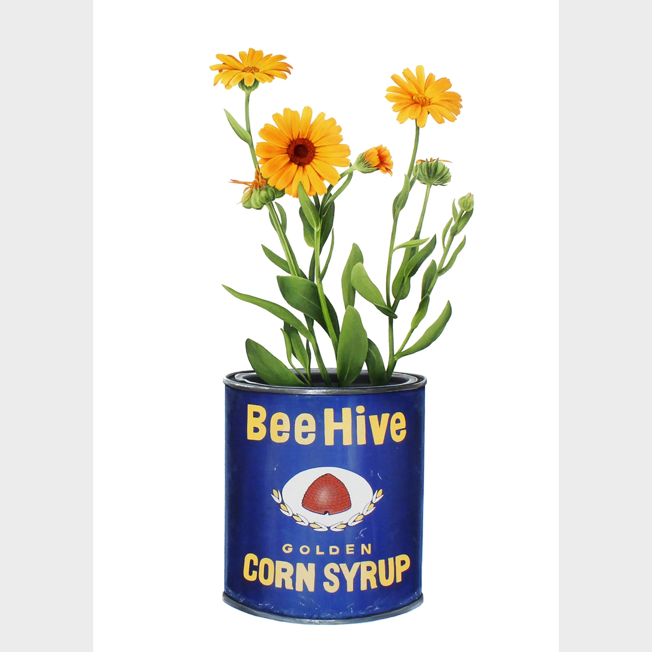 Bee Hive Tin  - Open Edition Print
