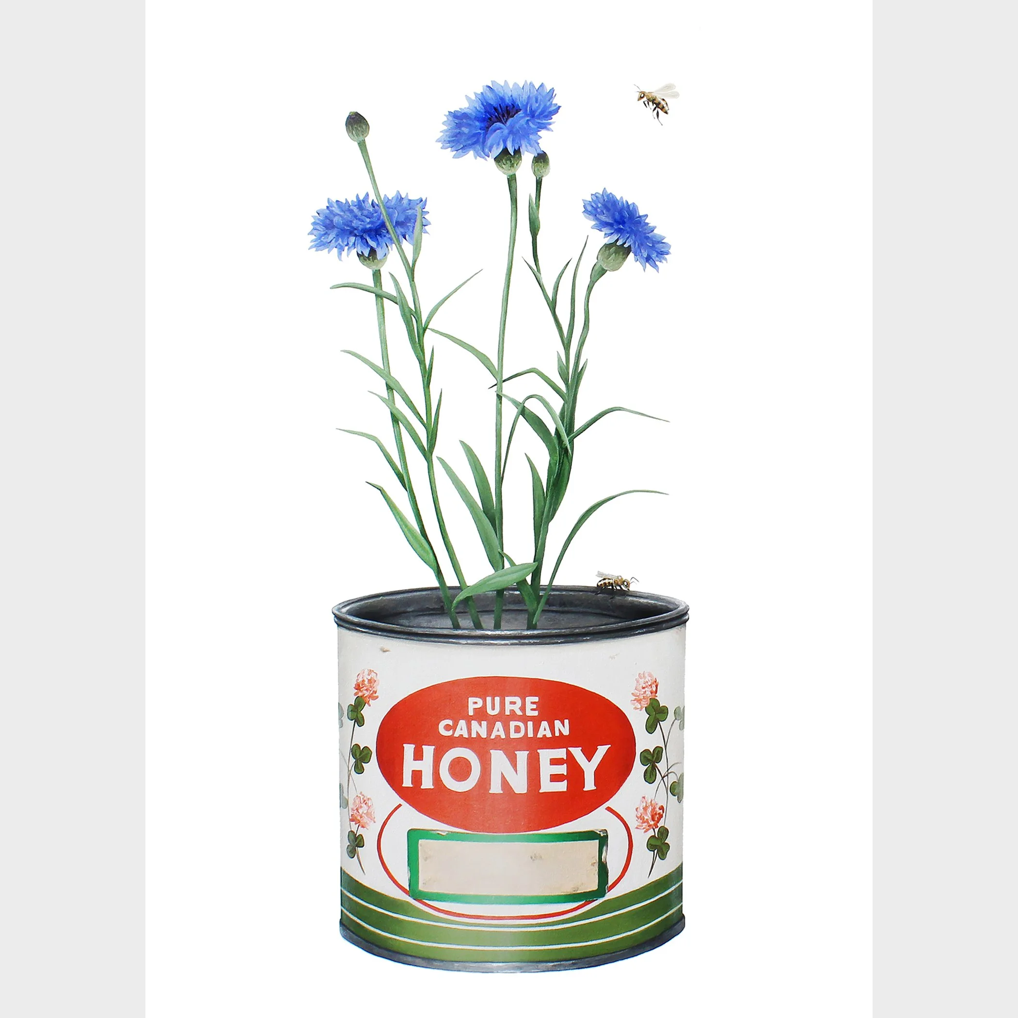 Honey mini 1.jpg