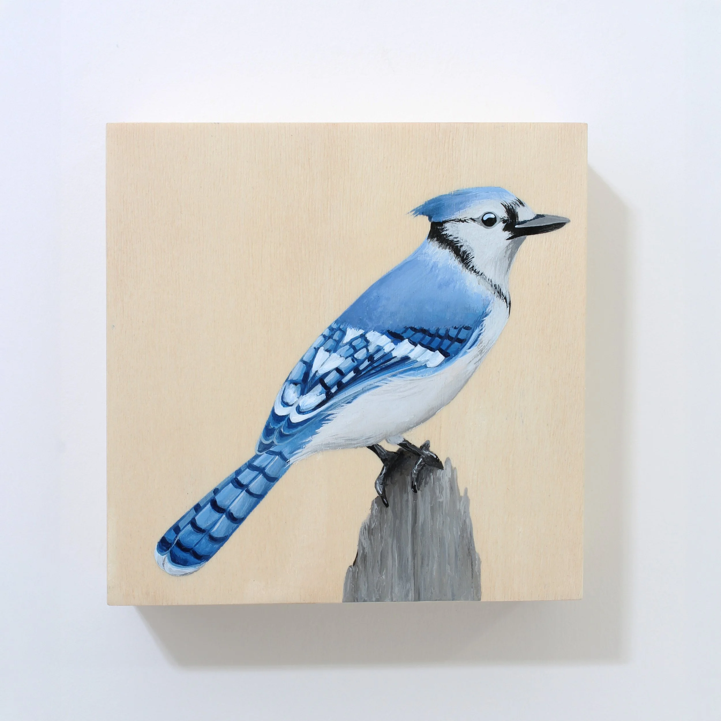 Bluejay 6x6.jpg