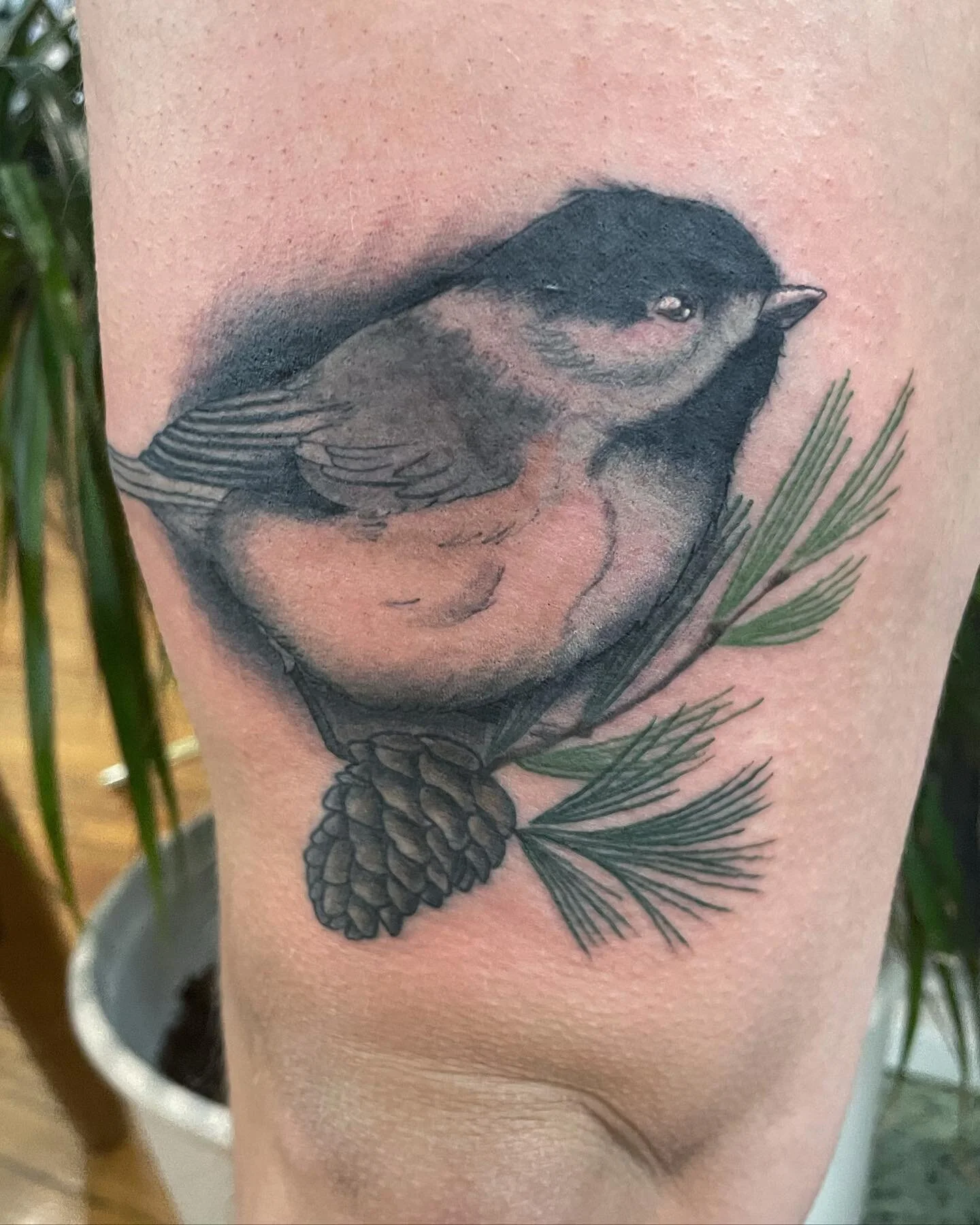 Black Capped Chickadee Tattoo