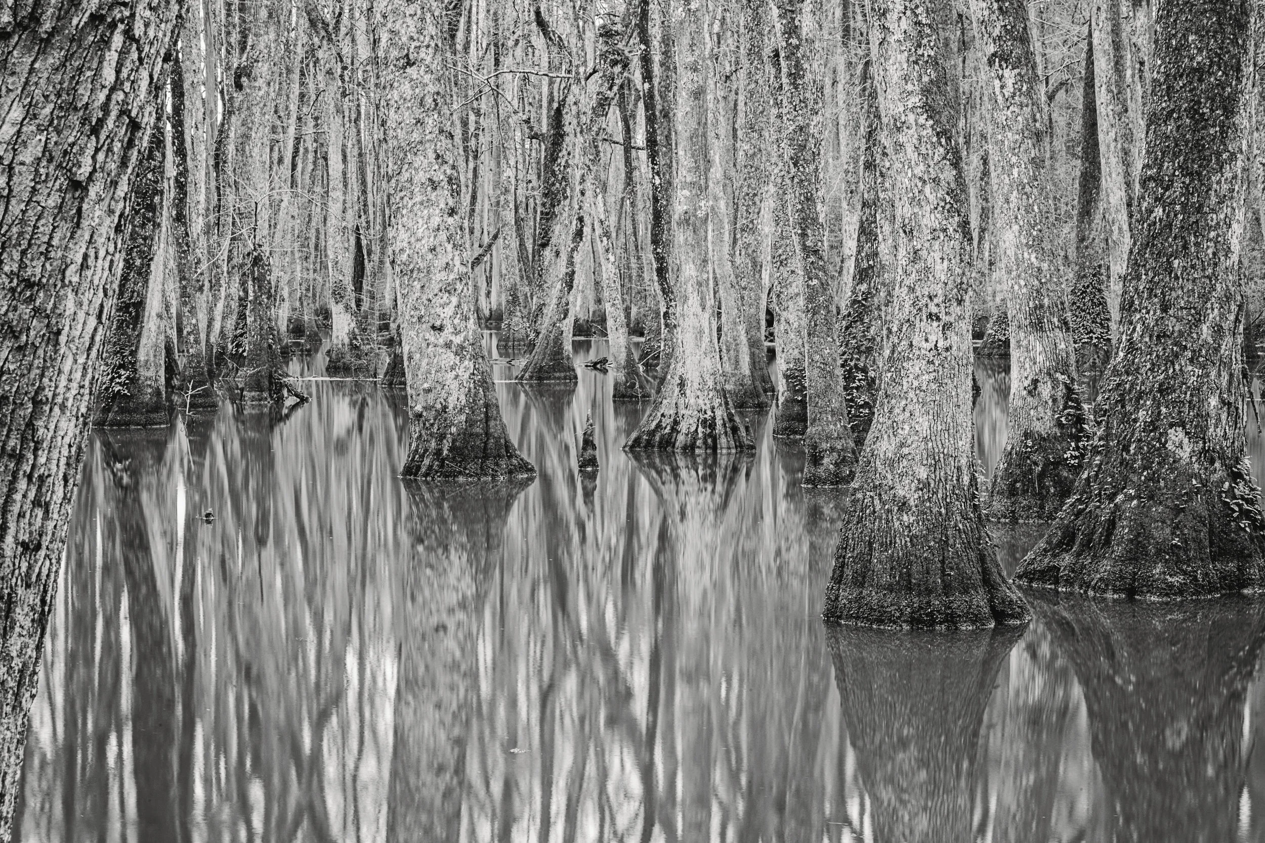 Somewhere along the Natchez Trace Parkway in Mississippi.
