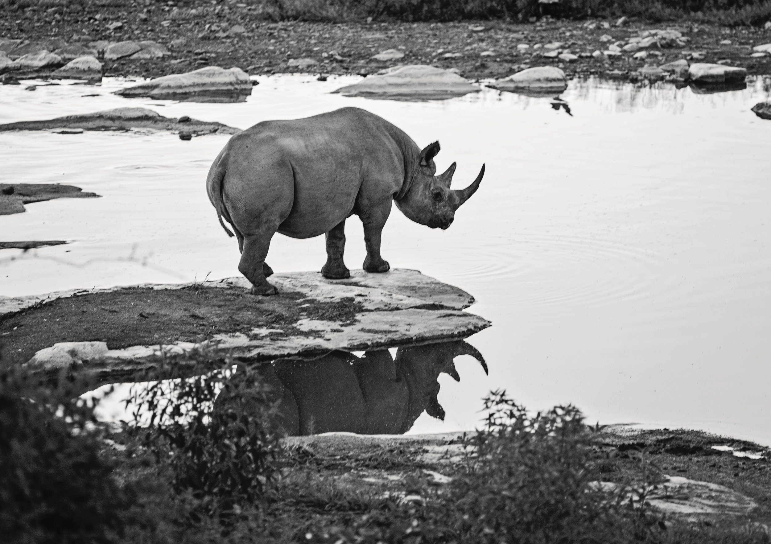  An endangered Rhino, Etosha National Park, Namibia. 