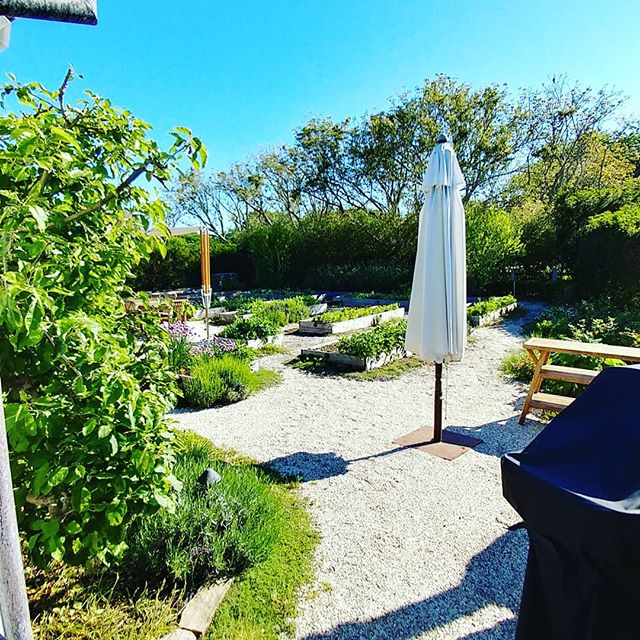 Wakey wakey little garden.  #itstime the #chef is ready.