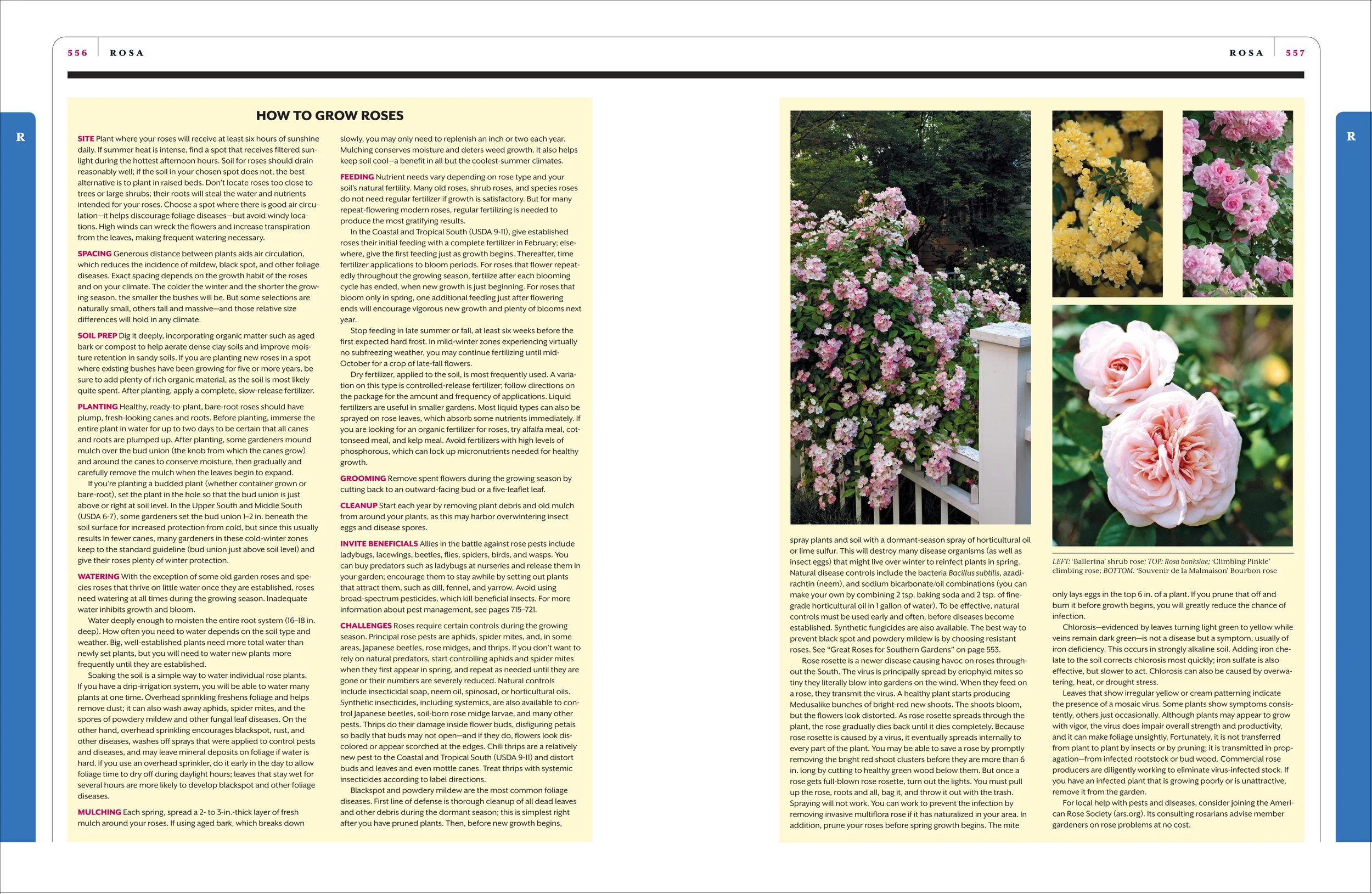 Pages from GardenBook-11.jpg