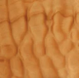 Quilted Maple