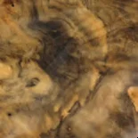 Buckeye Burl