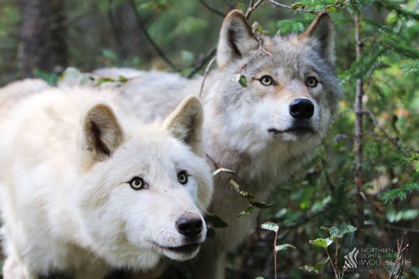 Photo: Northern Lights Wolf Centre