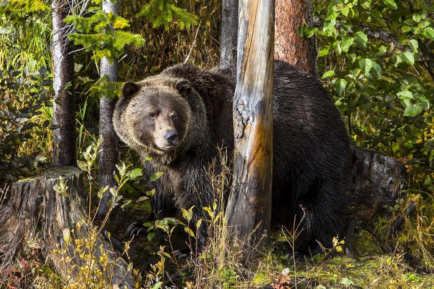 Bears-0911-web.jpg
