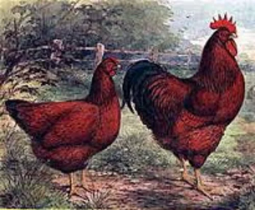 RI Red.jpg