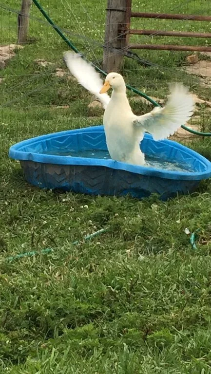duck in pool.jpg