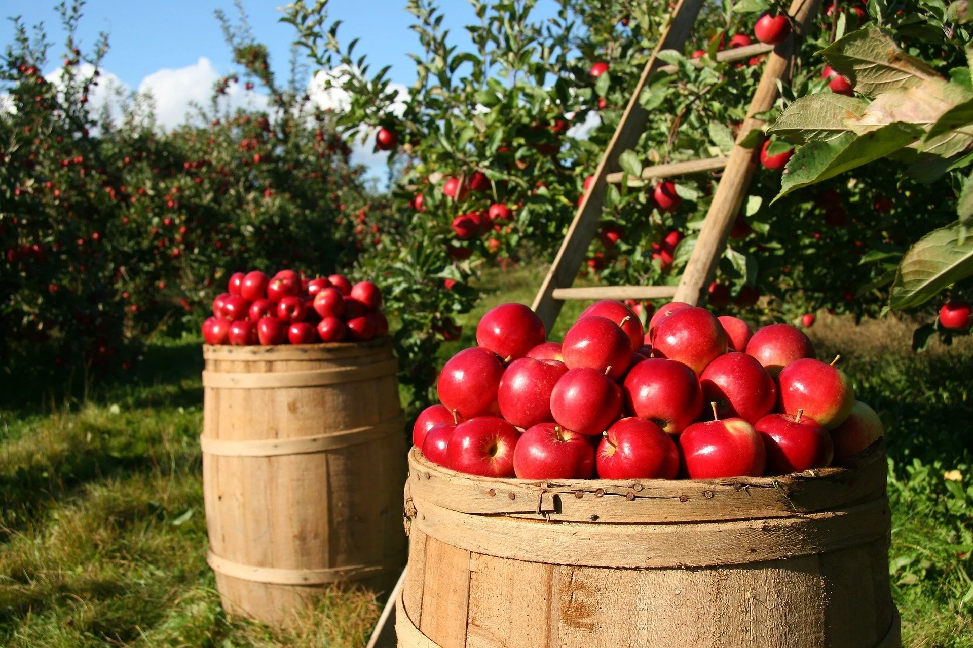 The Thrifty Way To Run a Farm