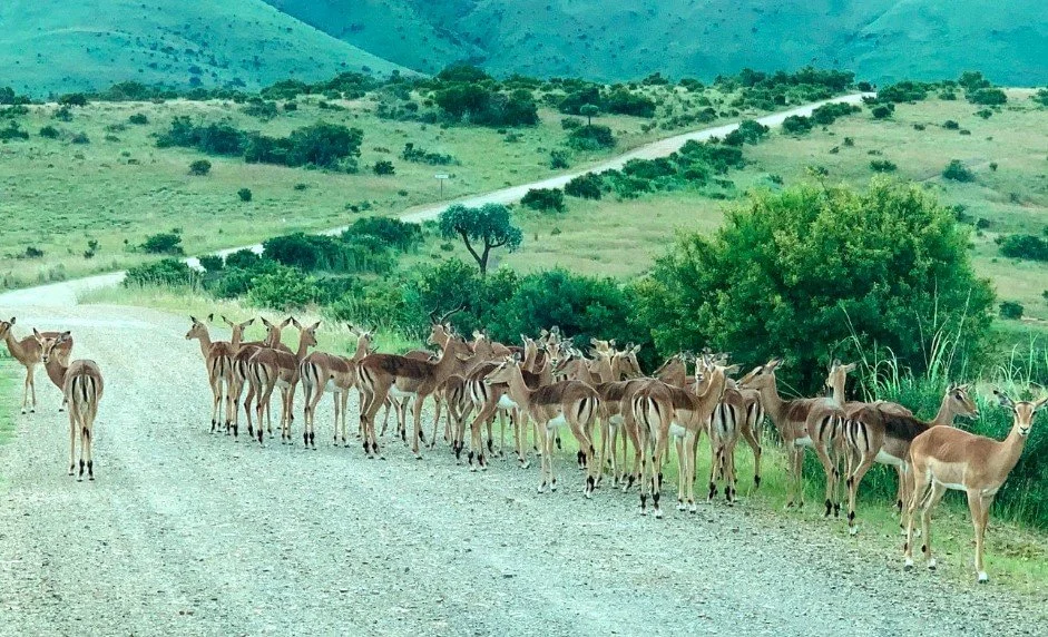 I am Hosting a Retreat in South Africa in November 2021