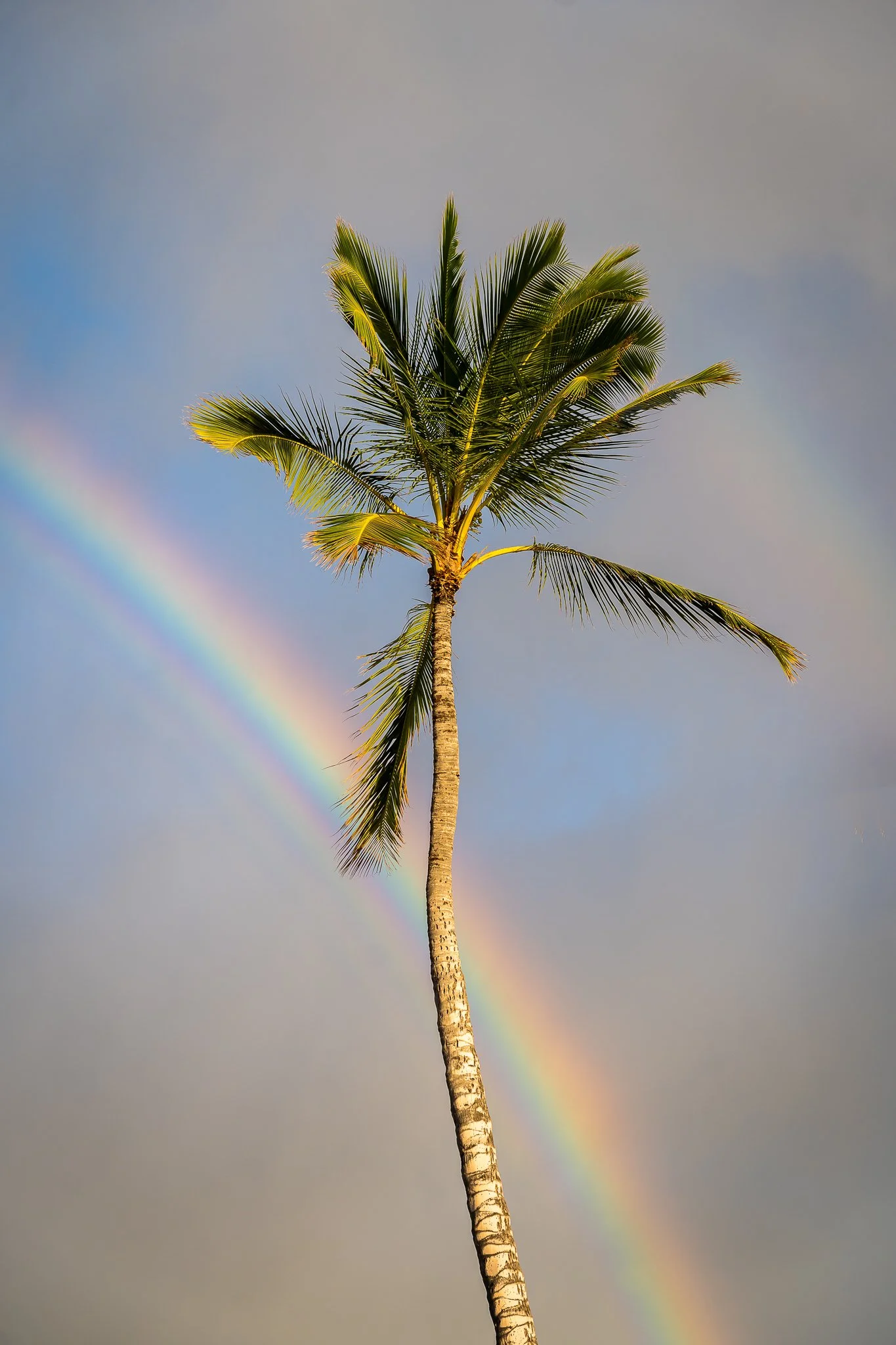 Paradise Calls