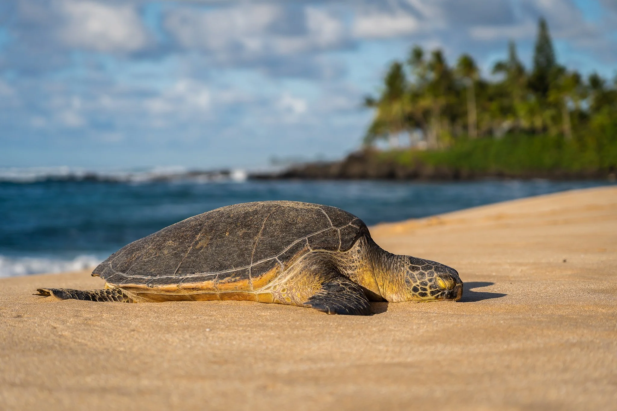 North Shore Naps