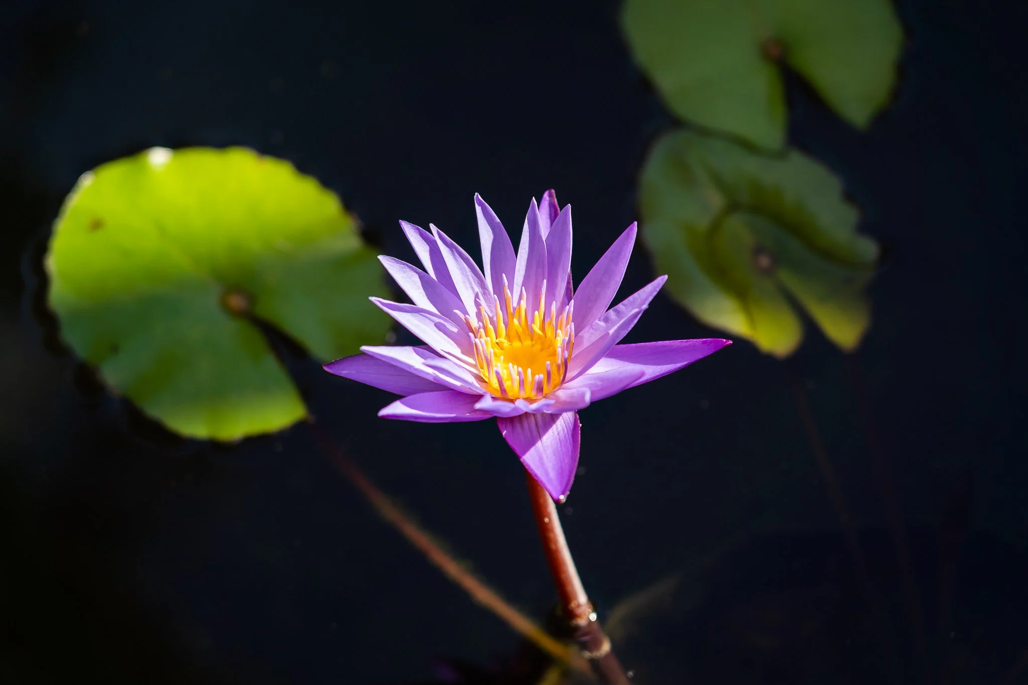 Bloom