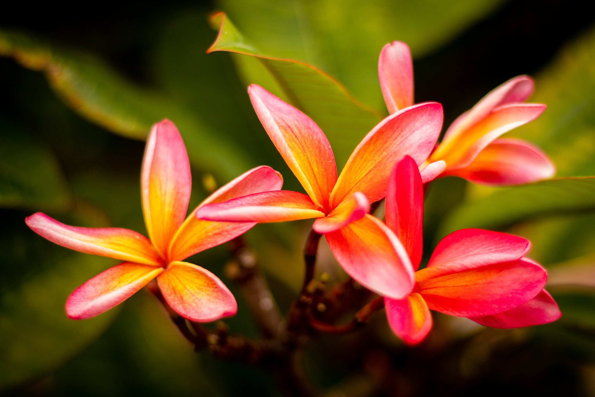 Aloha Made