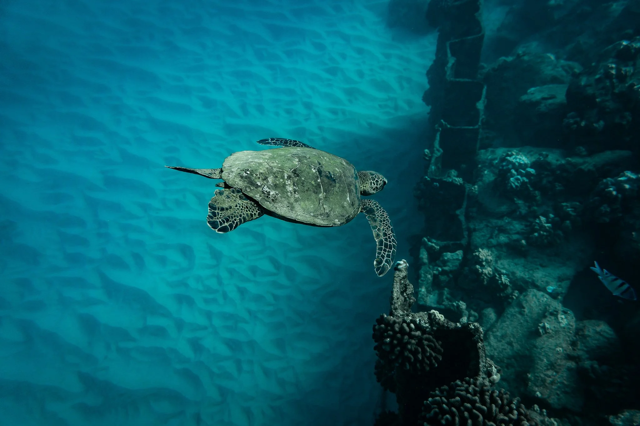Dive