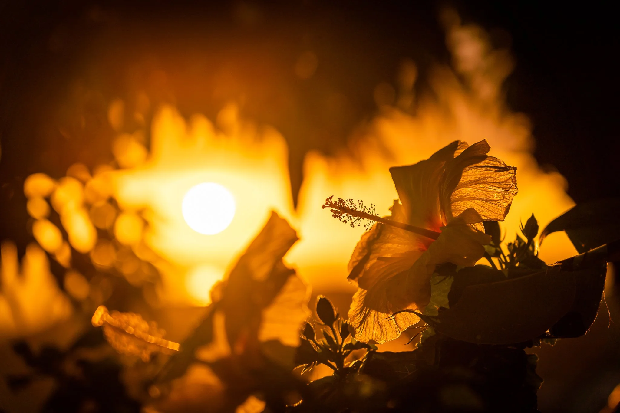 Fireflower