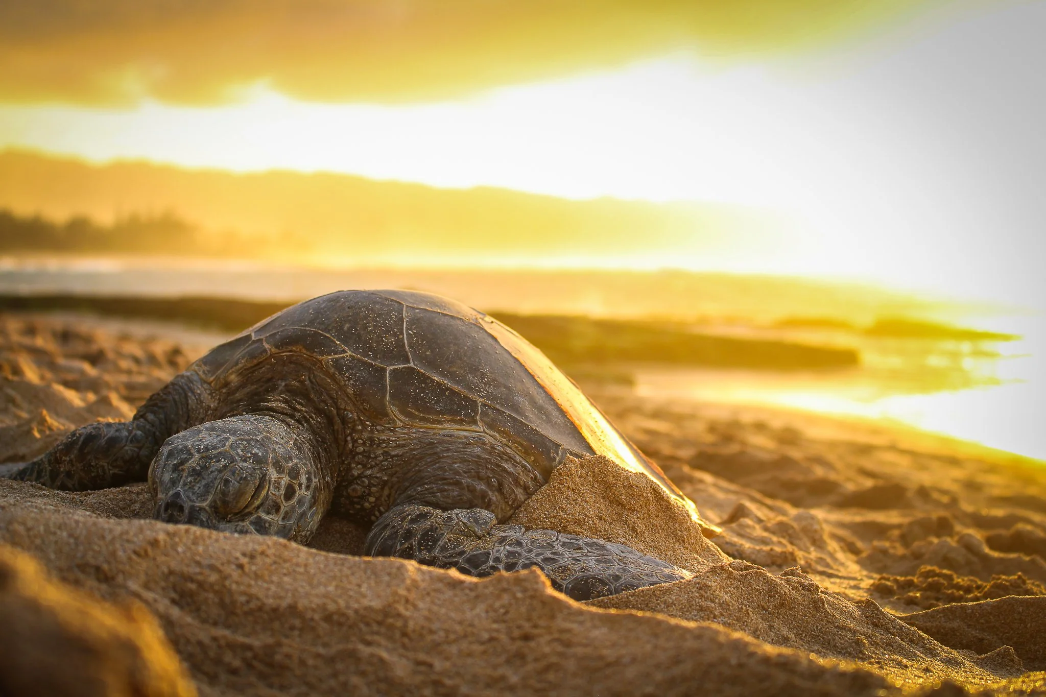 Honu Bask