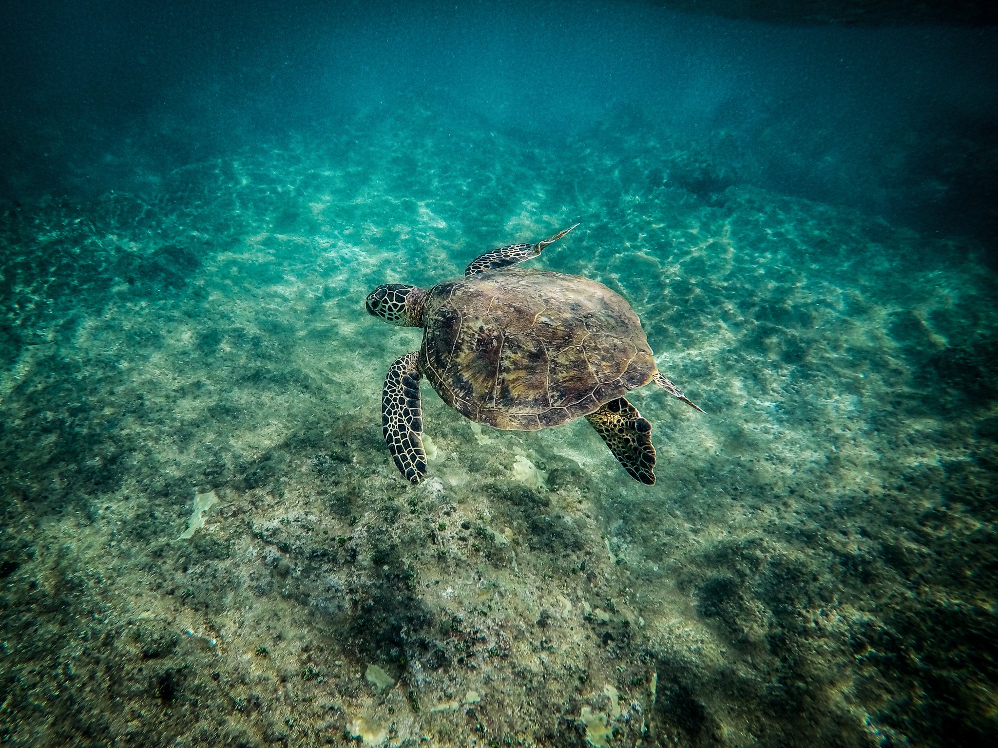 Honu Drift