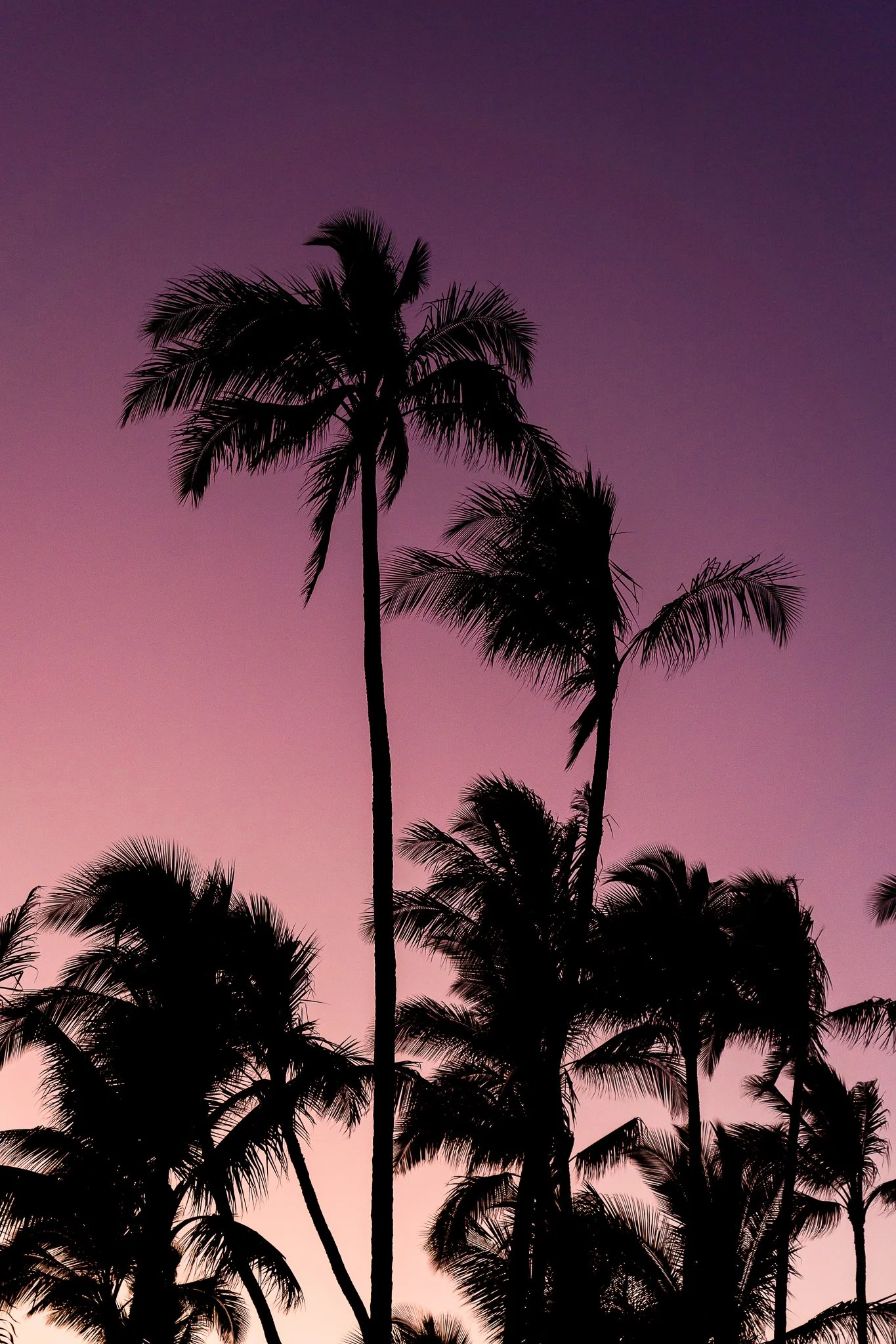 Paradise in Purple