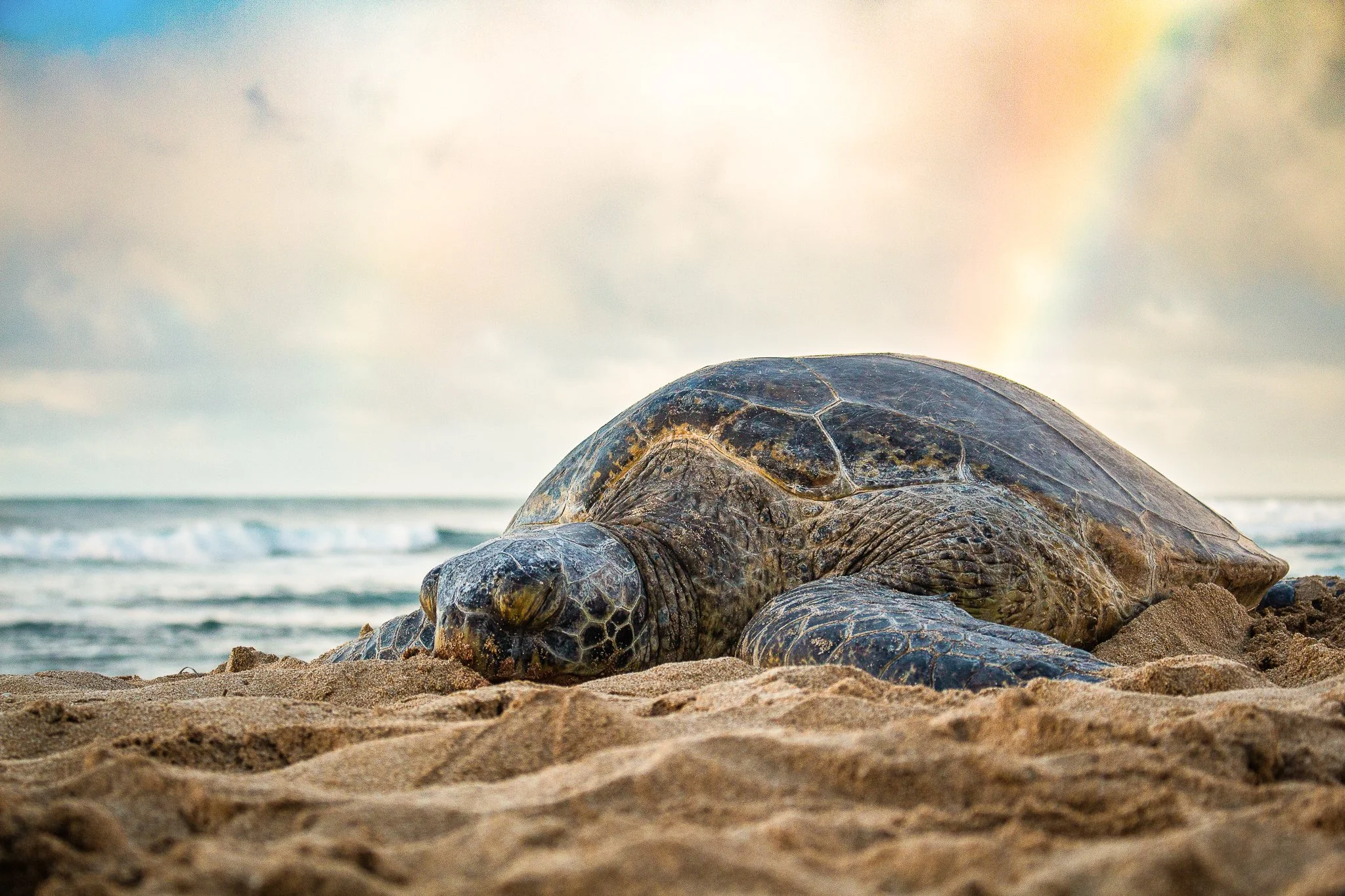 Rainbow Buddy