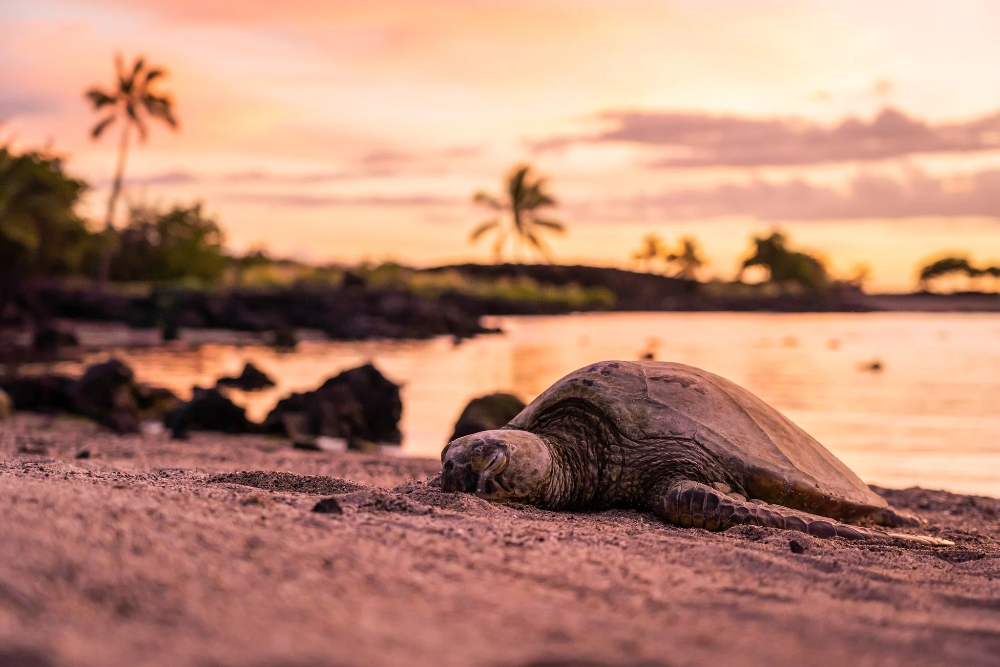 Sunset Honu