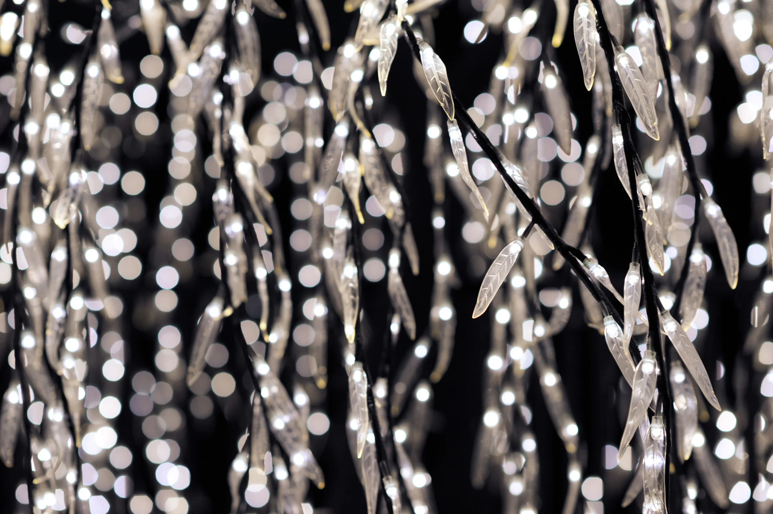 02 Palm Beach Wedding Cool White LEDs.jpg