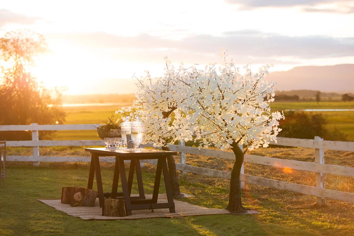 At dusk, the trees begin to shine, their softly-lit leaves creating a magical atmosphere.
