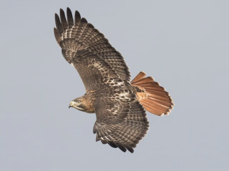 15. Red-tailed Hawk