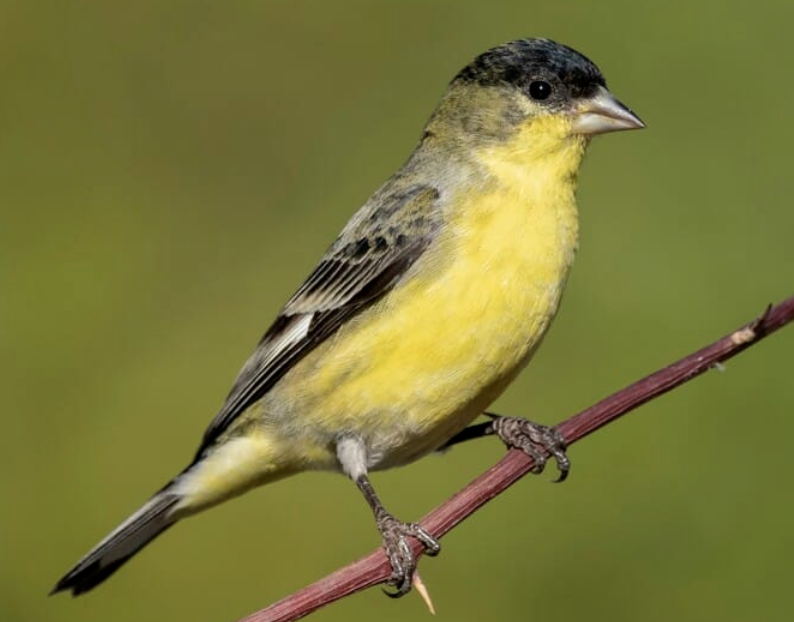 8. Lesser Goldfinch