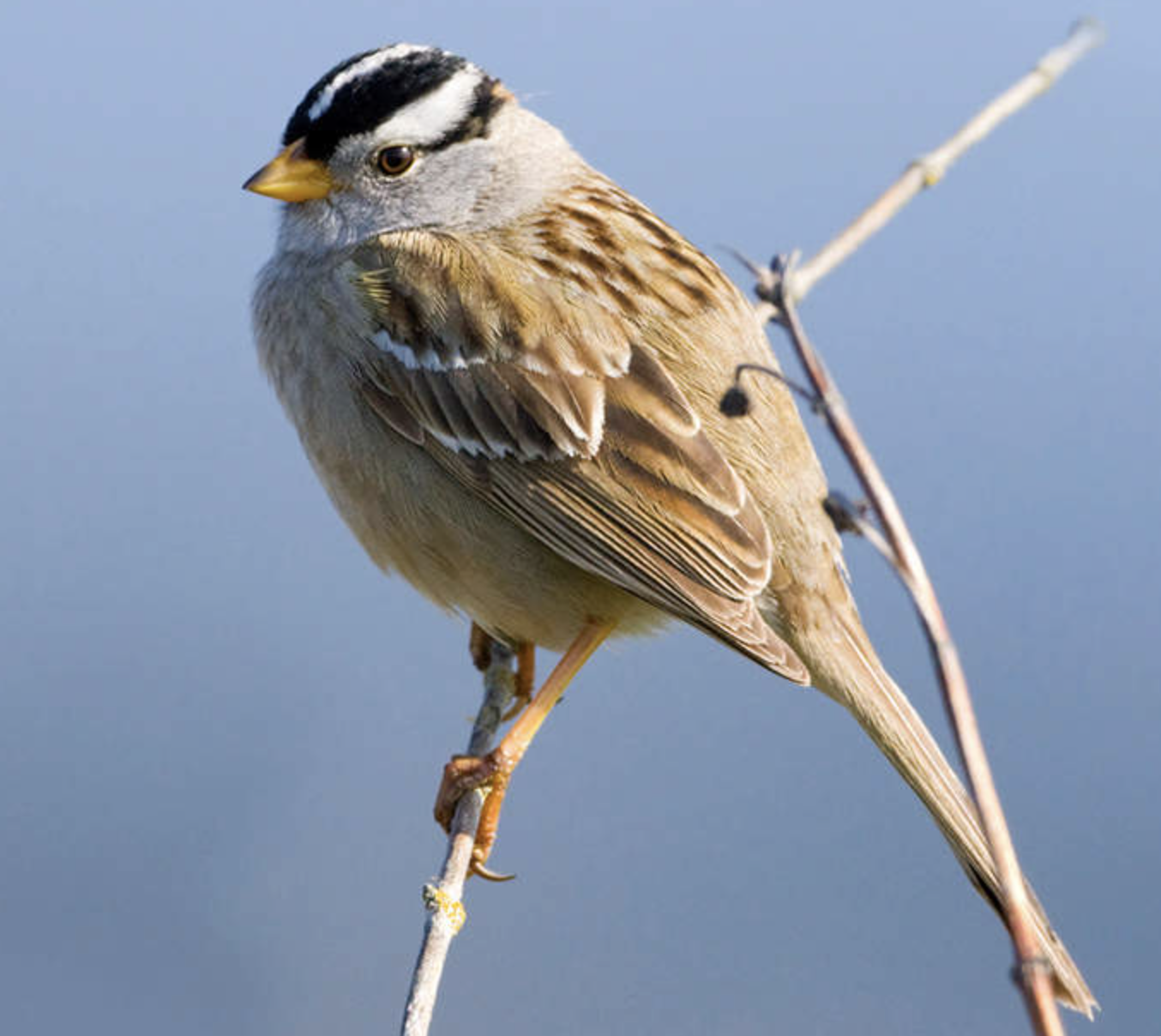 10. White-Crowned Sparrow 