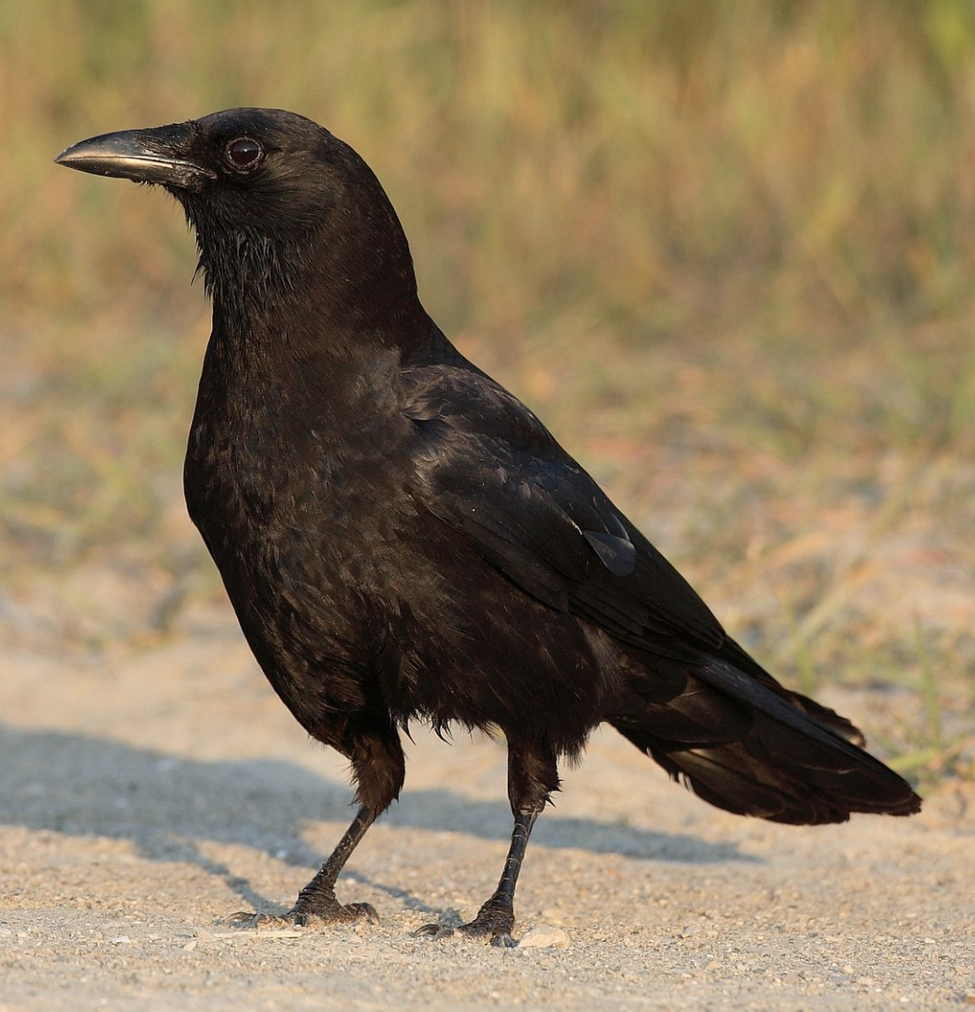 1. Crow