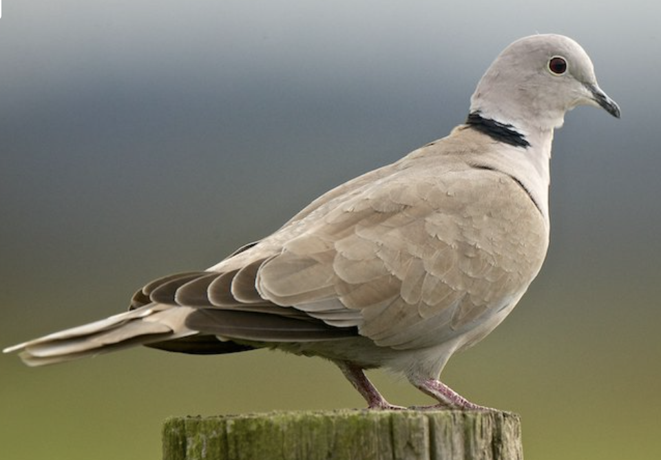 3. Eurasion Collared Dove
